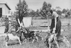 Alice Maier (Ruebush); Judy Kish; (feeding the lambs)
